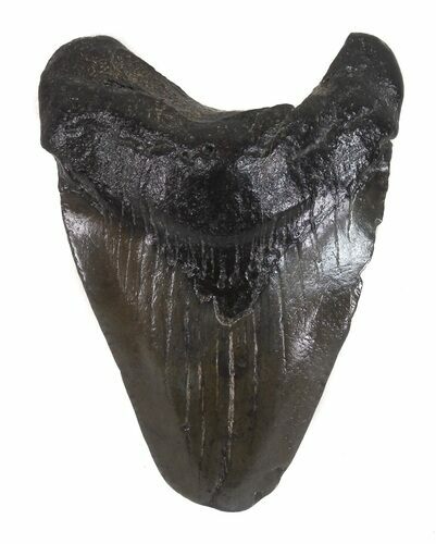 Juvenile Megalodon Tooth - South Carolina #48871